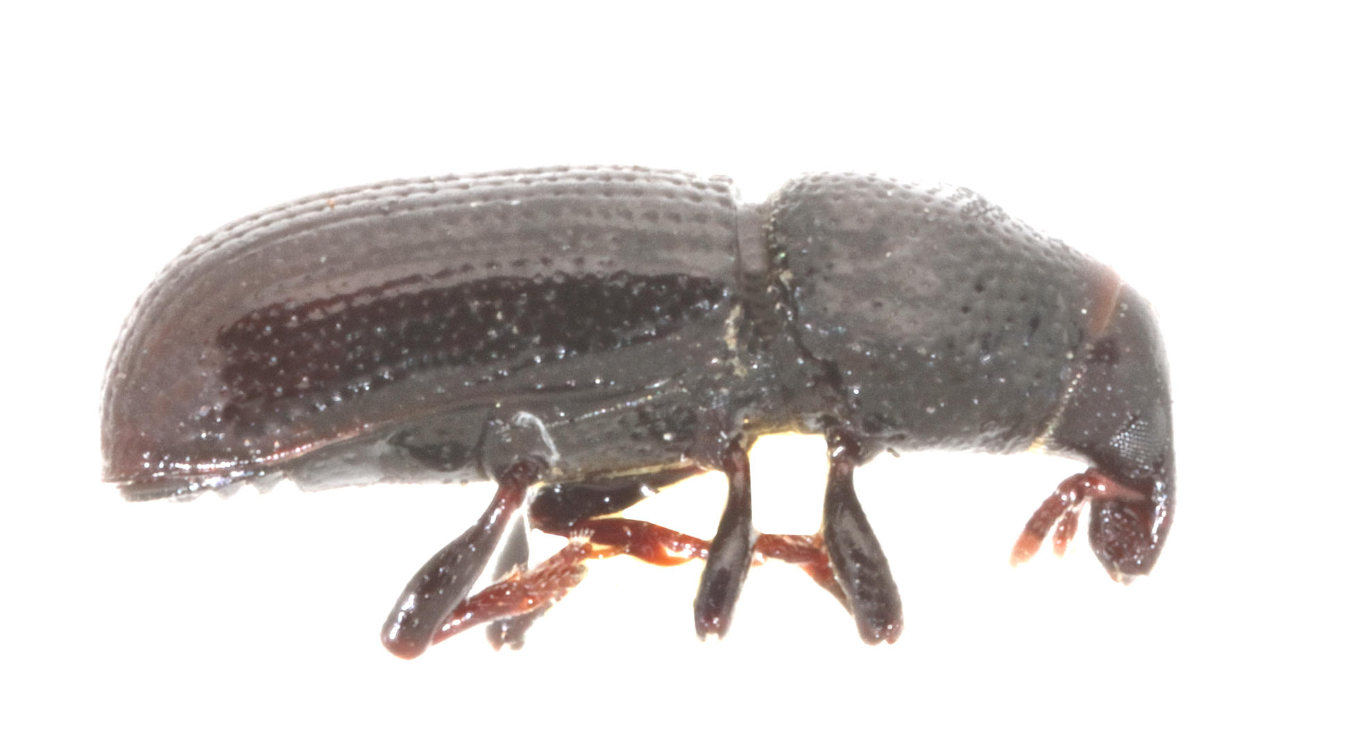 Pseudopentarthrum glabrum Española Island. Specimen housed in the ICCDRS collection (ICCDRS 10019). Photo: María Sol Herrera, CDF, 2024.